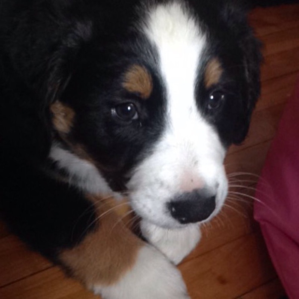 Meet your Posher, Maude